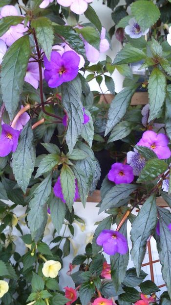  - Achimenes 2019