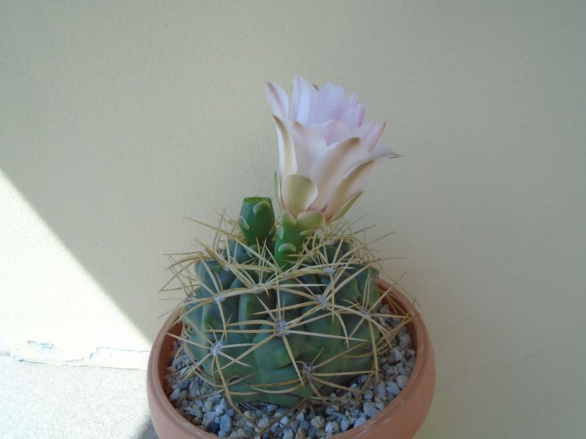Gymnocalycium monvillei - Cactusi 2019 Gymnocalycium