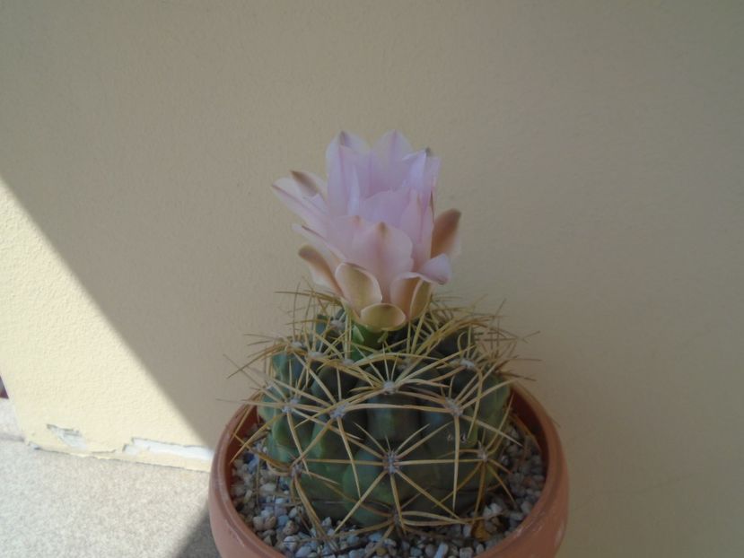 Gymnocalycium monvillei - Cactusi 2019 Gymnocalycium