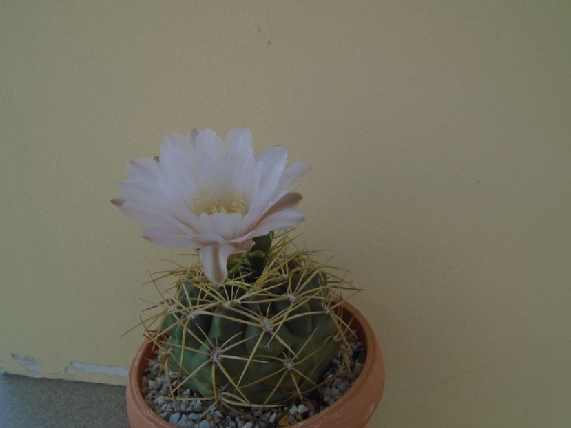 Gymnocalycium monvillei - Cactusi 2019 Gymnocalycium