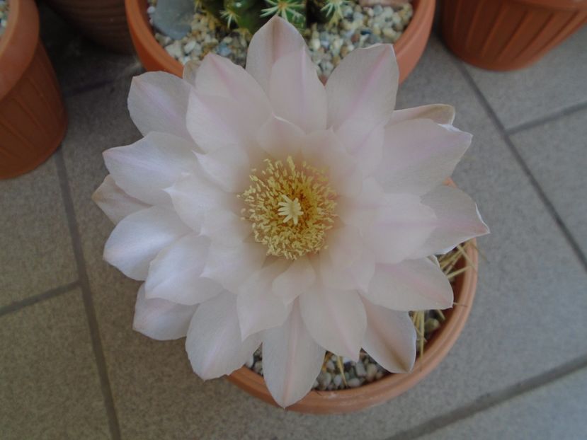 Gymnocalycium monvillei - Cactusi 2019 Gymnocalycium