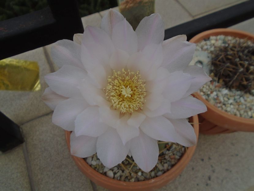 Gymnocalycium monvillei - Cactusi 2019 Gymnocalycium