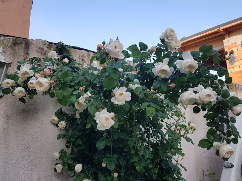  - TRANDAFIRI 2019