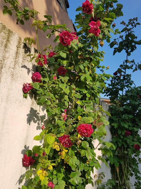  - TRANDAFIRI 2019