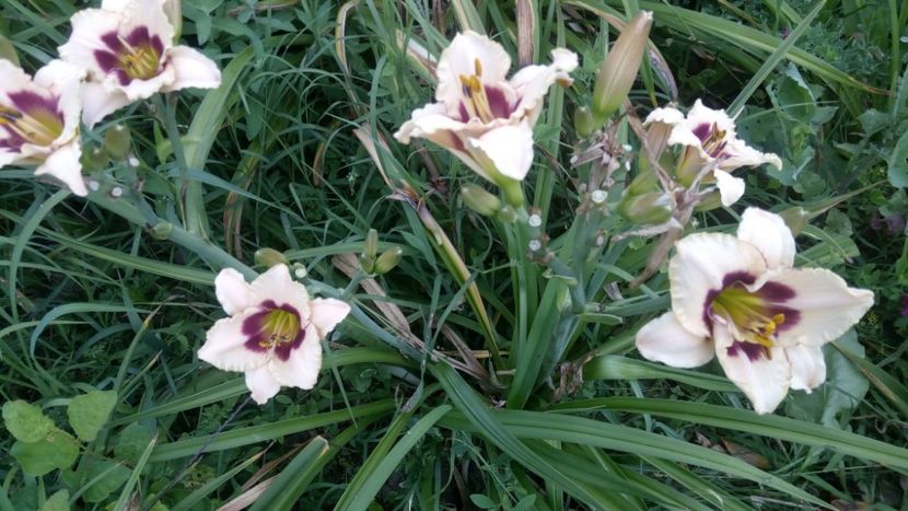  - 2019 Hemerocallisi