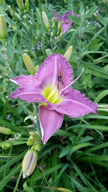  - 2019 Hemerocallisi