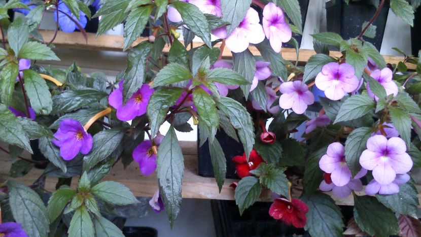  - Achimenes 2019