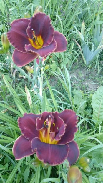  - 2019 Hemerocallisi