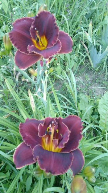  - 2019 Hemerocallisi