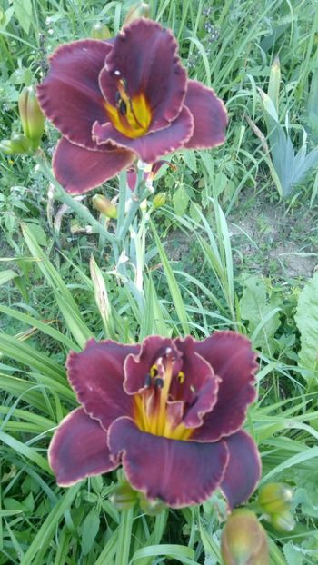  - 2019 Hemerocallisi