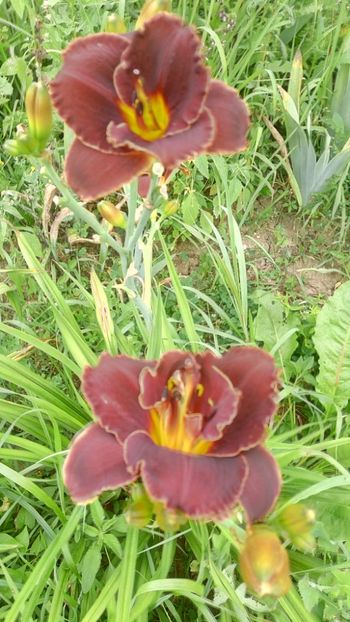  - 2019 Hemerocallisi