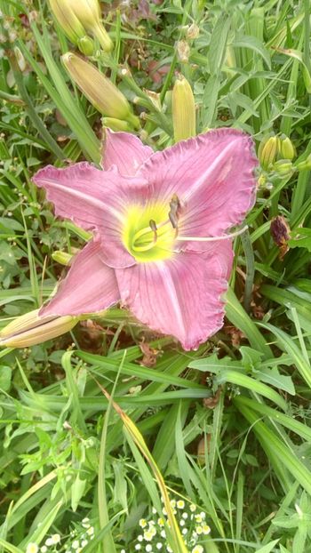  - 2019 Hemerocallisi