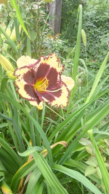  - 2019 Hemerocallisi