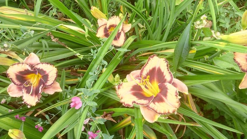  - 2019 Hemerocallisi