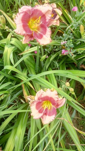  - 2019 Hemerocallisi