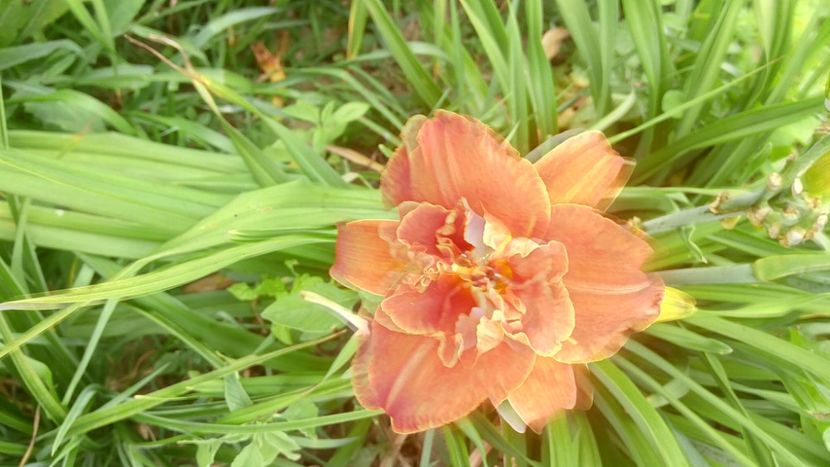  - 2019 Hemerocallisi