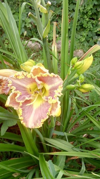  - 2019 Hemerocallisi