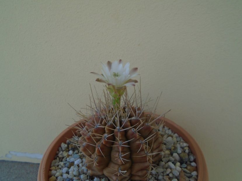 Gymnocalycium mihanovichii - Cactusi 2019 Gymnocalycium