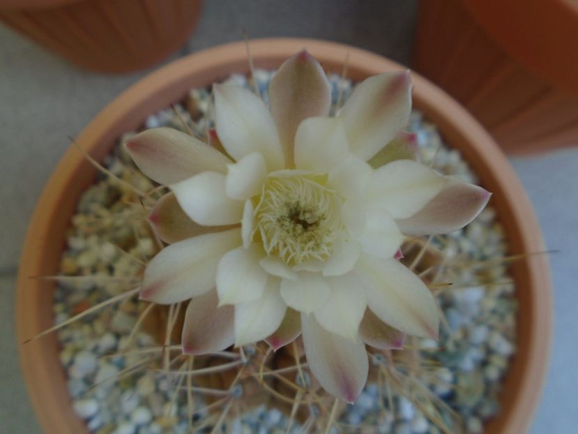 Gymnocalycium mihanovichii - Cactusi 2019 Gymnocalycium