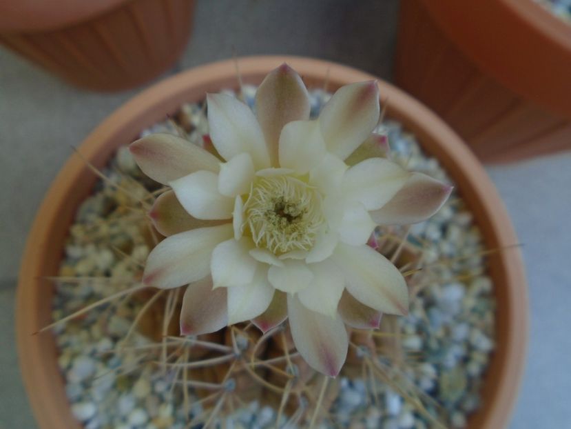 Gymnocalycium mihanovichii - Cactusi 2019 Gymnocalycium