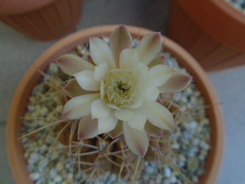Gymnocalycium mihanovichii - Cactusi 2019 Gymnocalycium