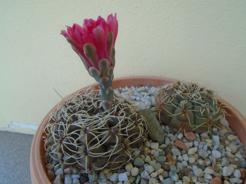 Gymnocalycium baldianum, 2 ex. - Cactusi 2019 Gymnocalycium