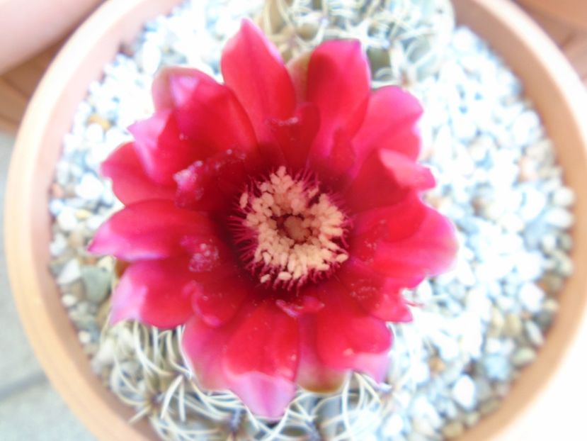 Gymnocalycium baldianum - Cactusi 2019 Gymnocalycium