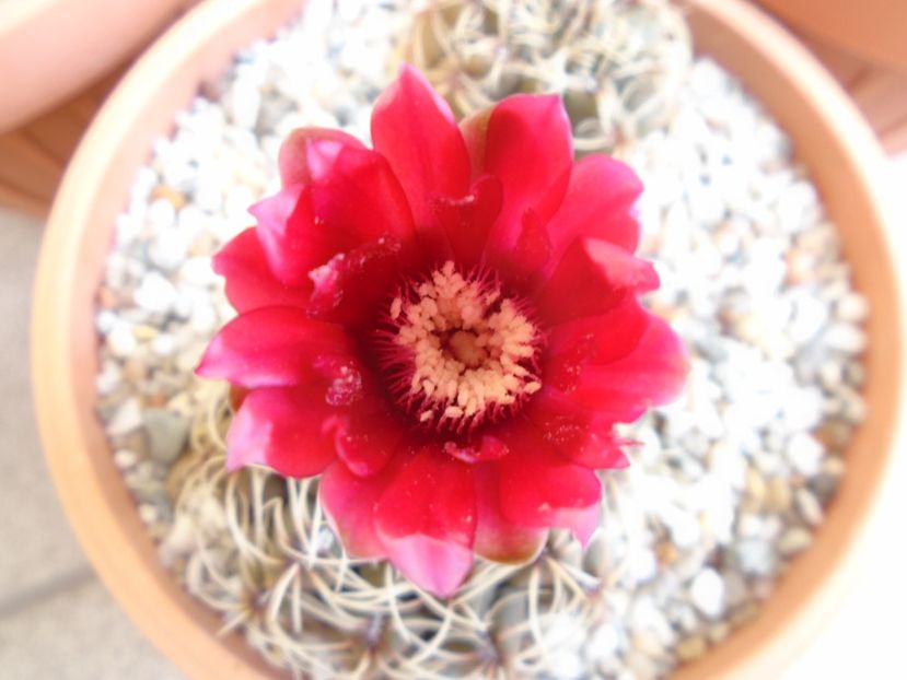Gymnocalycium baldianum - Cactusi 2019 Gymnocalycium