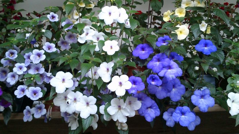  - Achimenes 2019