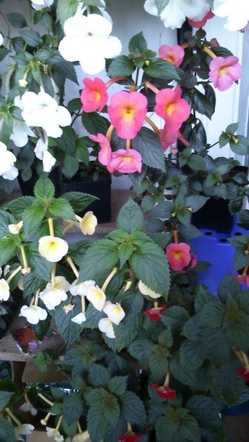  - Achimenes 2019