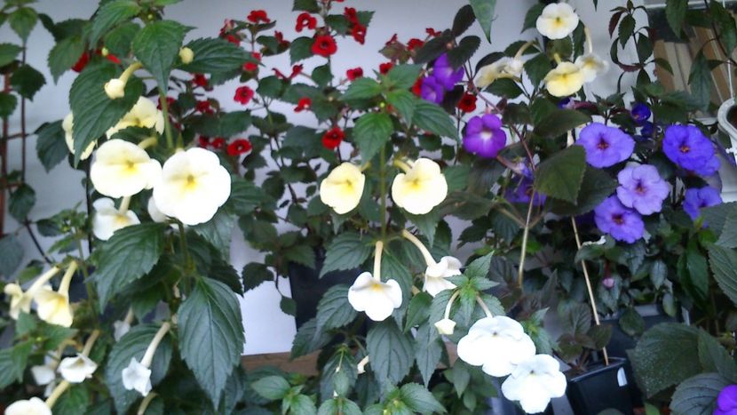  - Achimenes 2019