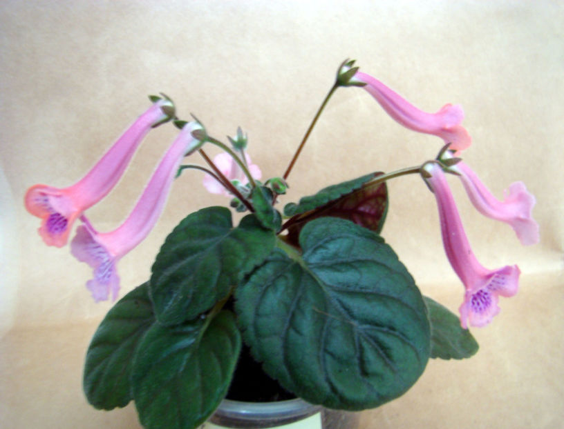 Minisinningia MC`s Fancy Blue - Minisinningia MCs Fancy Blue