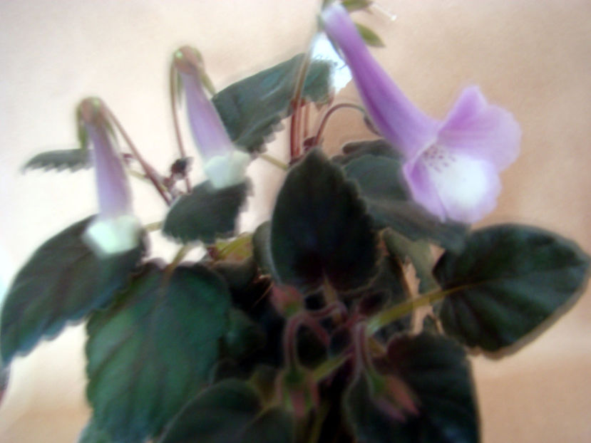 Minisinnigia Srg`s Ice Eruption - Minisinningia SRGs Ice Eruption