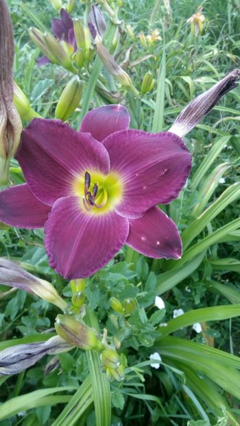  - Epuizat-000 Hemerocallisi disponibili 2019