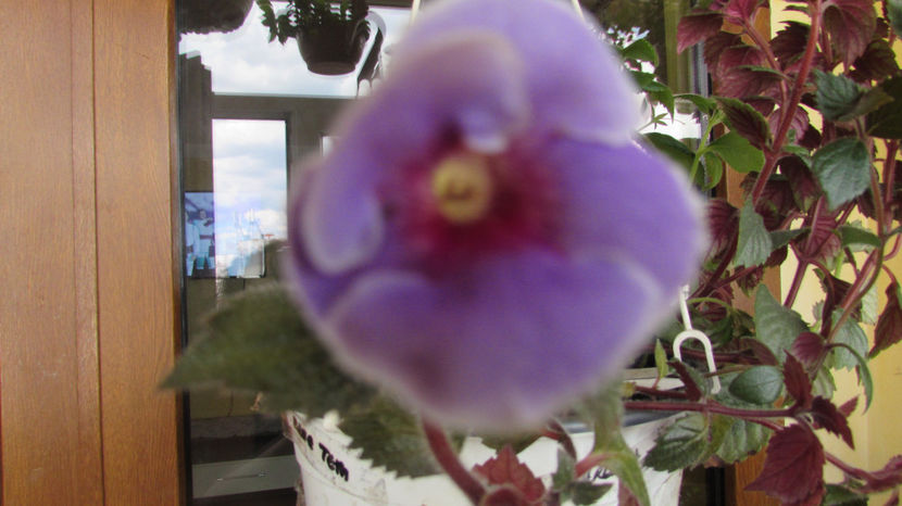 Arleta  Bleu - Achimenes 2019