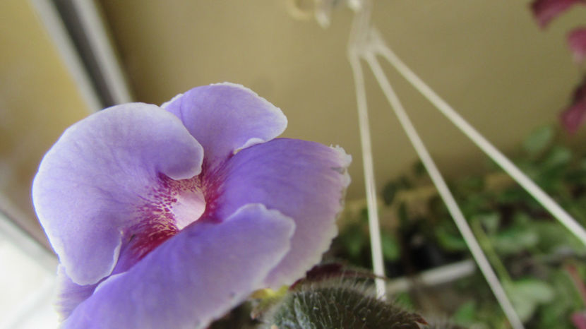 Arleta Bleu - Achimenes 2019