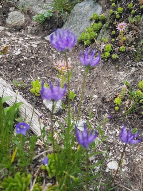 20190708_165219(0) - Flori de munte