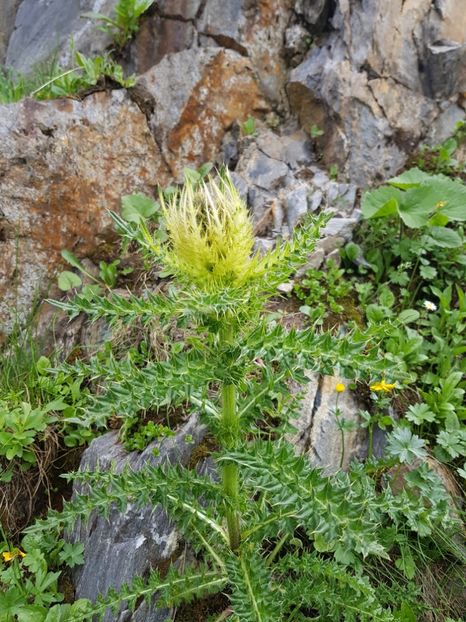 20190708_164435(0) - Flori de munte