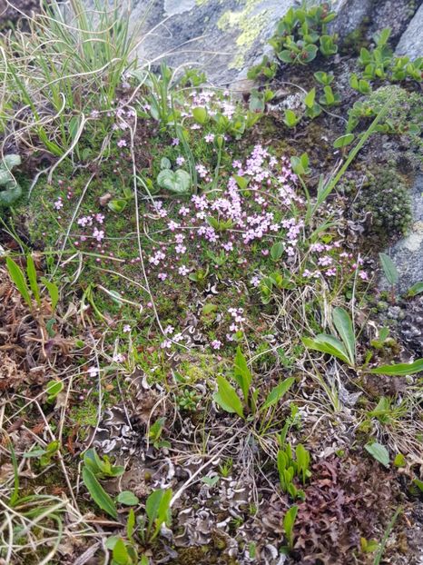  - Flori de munte