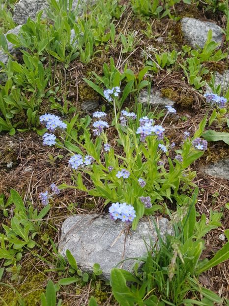  - Flori de munte