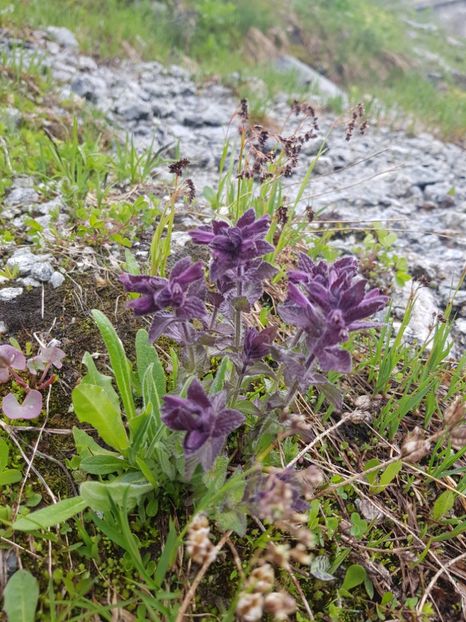 - Flori de munte