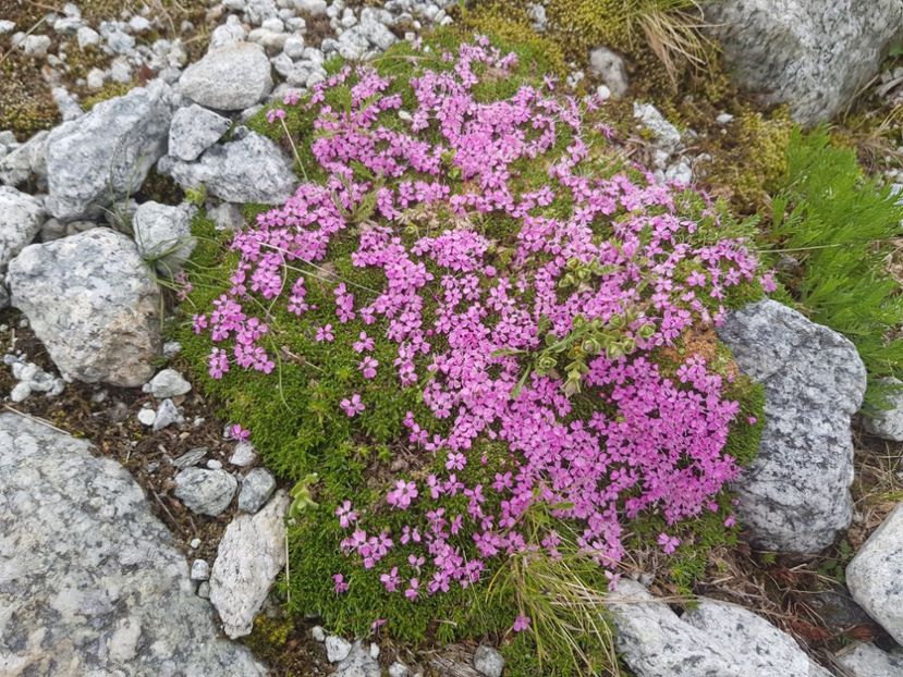  - Flori de munte
