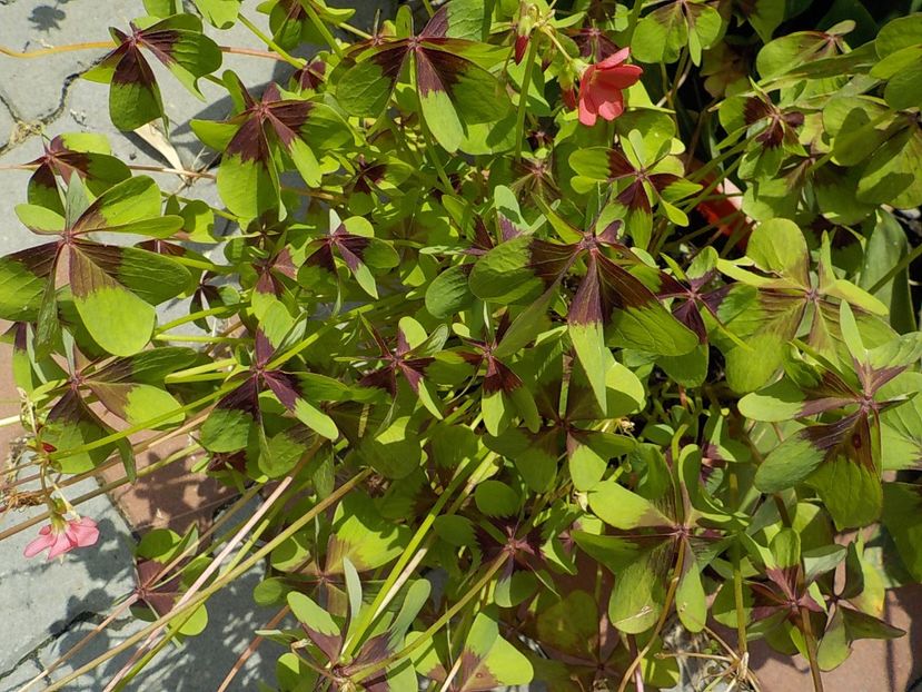  - oxalis iron cross