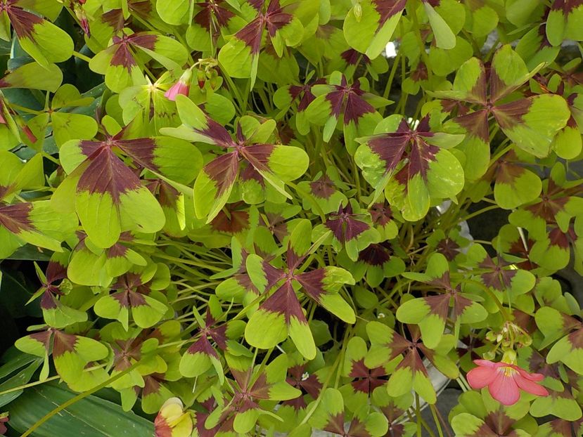 - oxalis iron cross