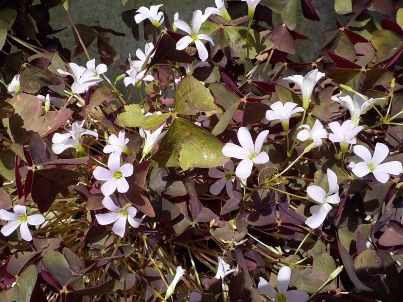  - oxalis triangularis