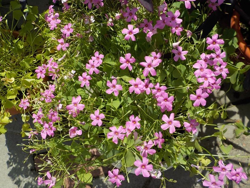  - oxalis rubra