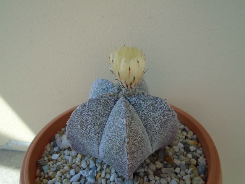 Astrophytum coahuilense - Cactusi 2019 bis