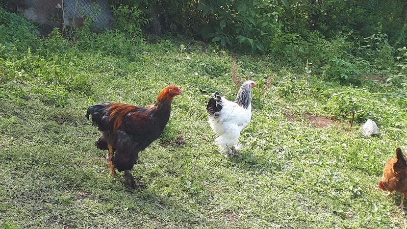 received_1164756143648508 - Brahma 2019