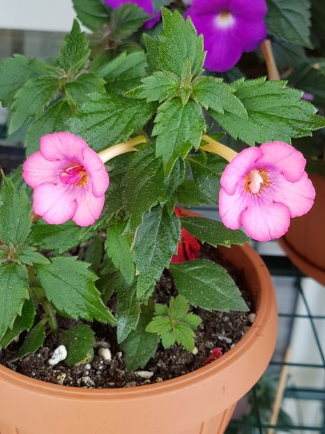 Amour - Achimenes 2019