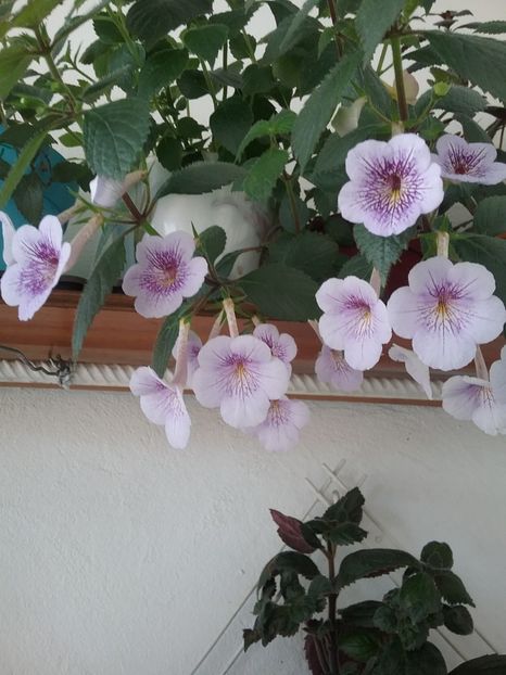  - Ambroise Verschaffelt